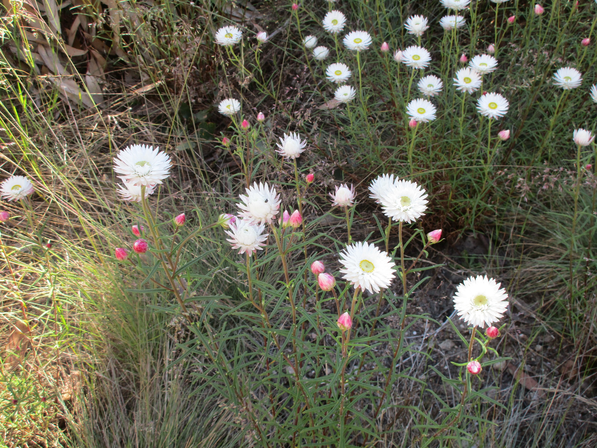 Sticky Flower Tree How to care for Sticky everlasting - Complete Plant Care Guide ...