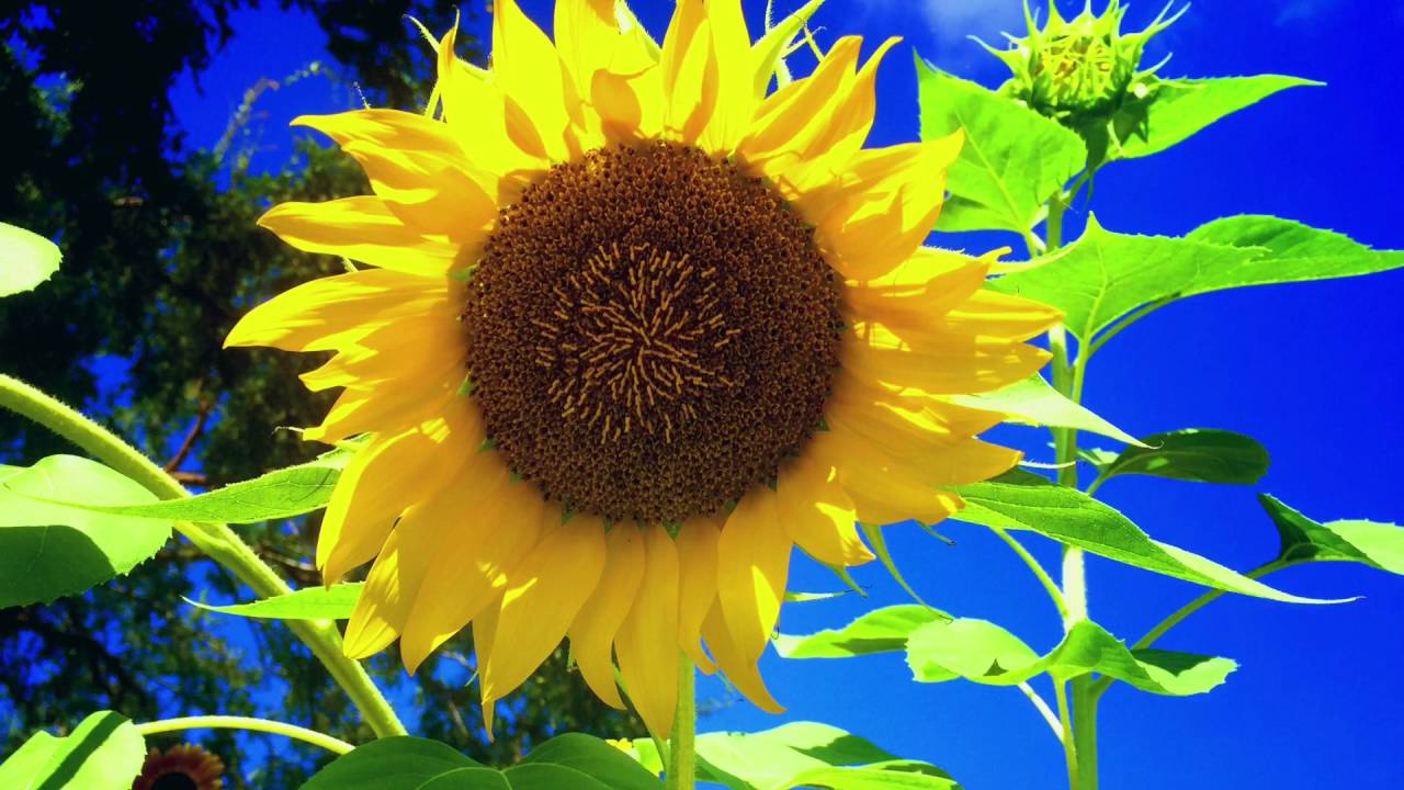 Florida sunflower