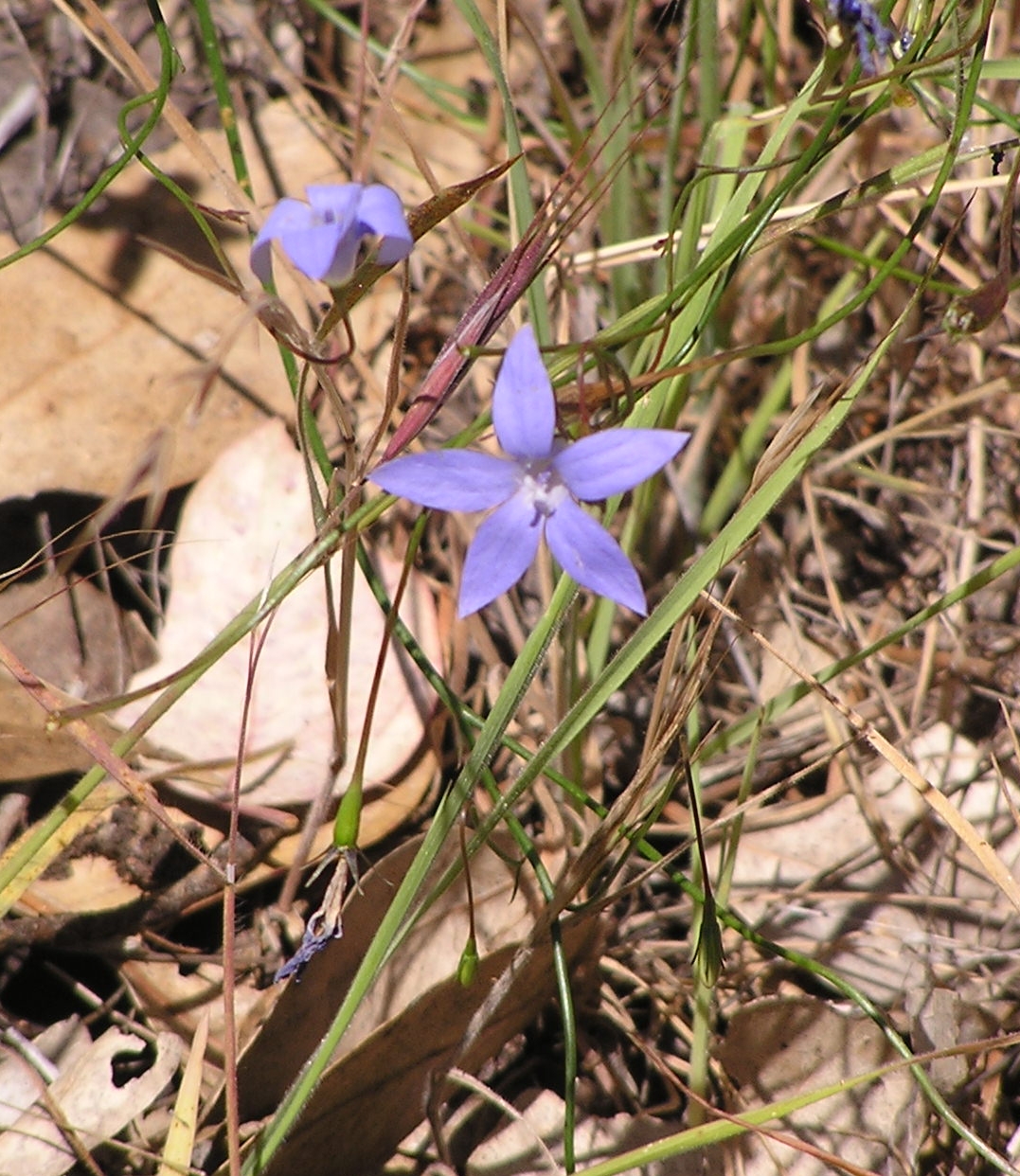 Tall bluebell