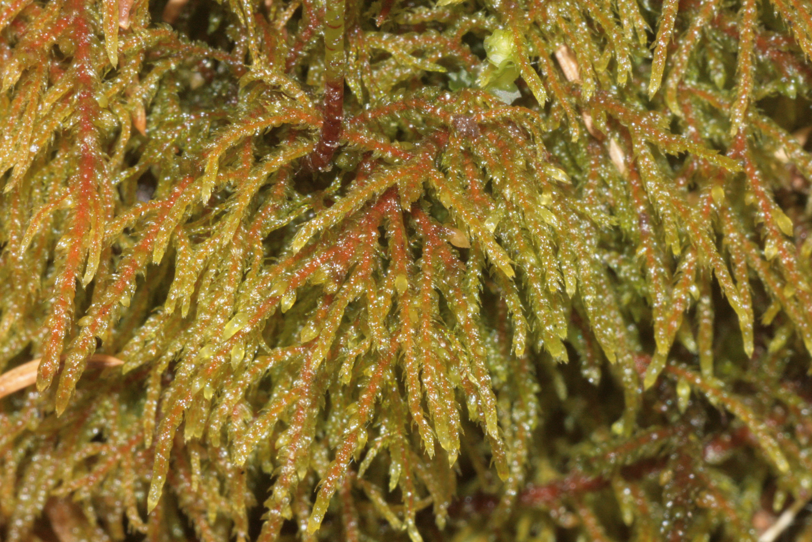 Plush-leaved feather moss