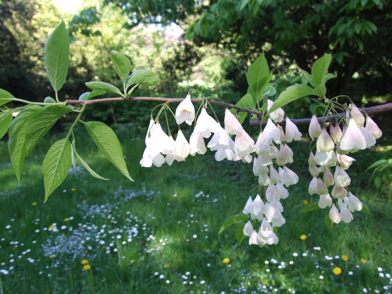 Mountain silverbell