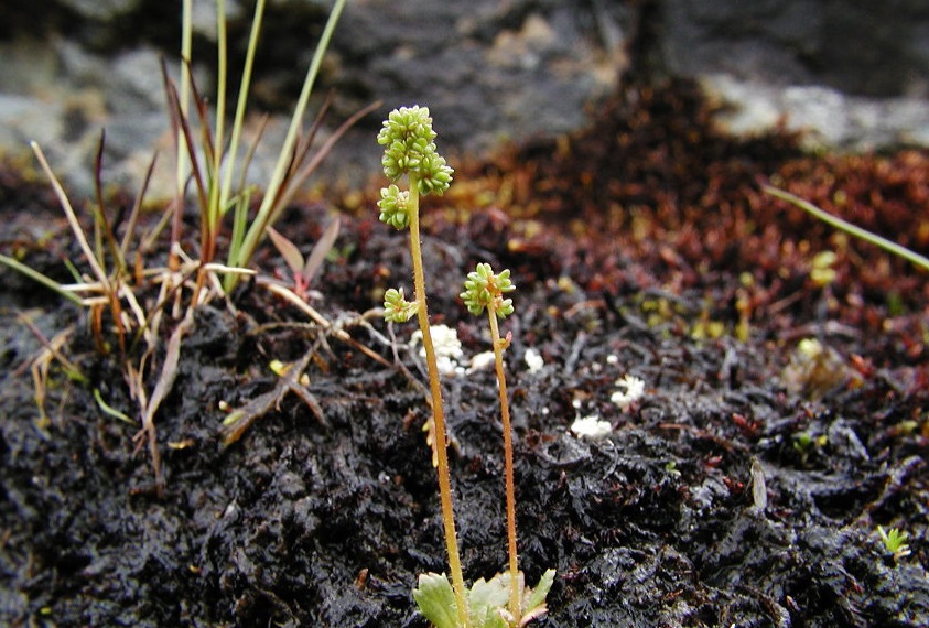 Leafy saxifrage