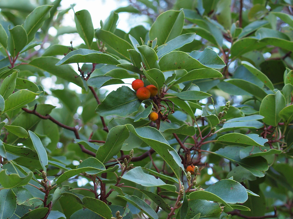 Greek strawberry tree (Arbutus andrachne) - Image 1 of 10