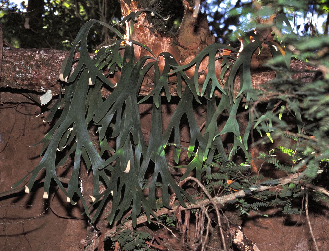 Staghorn fern