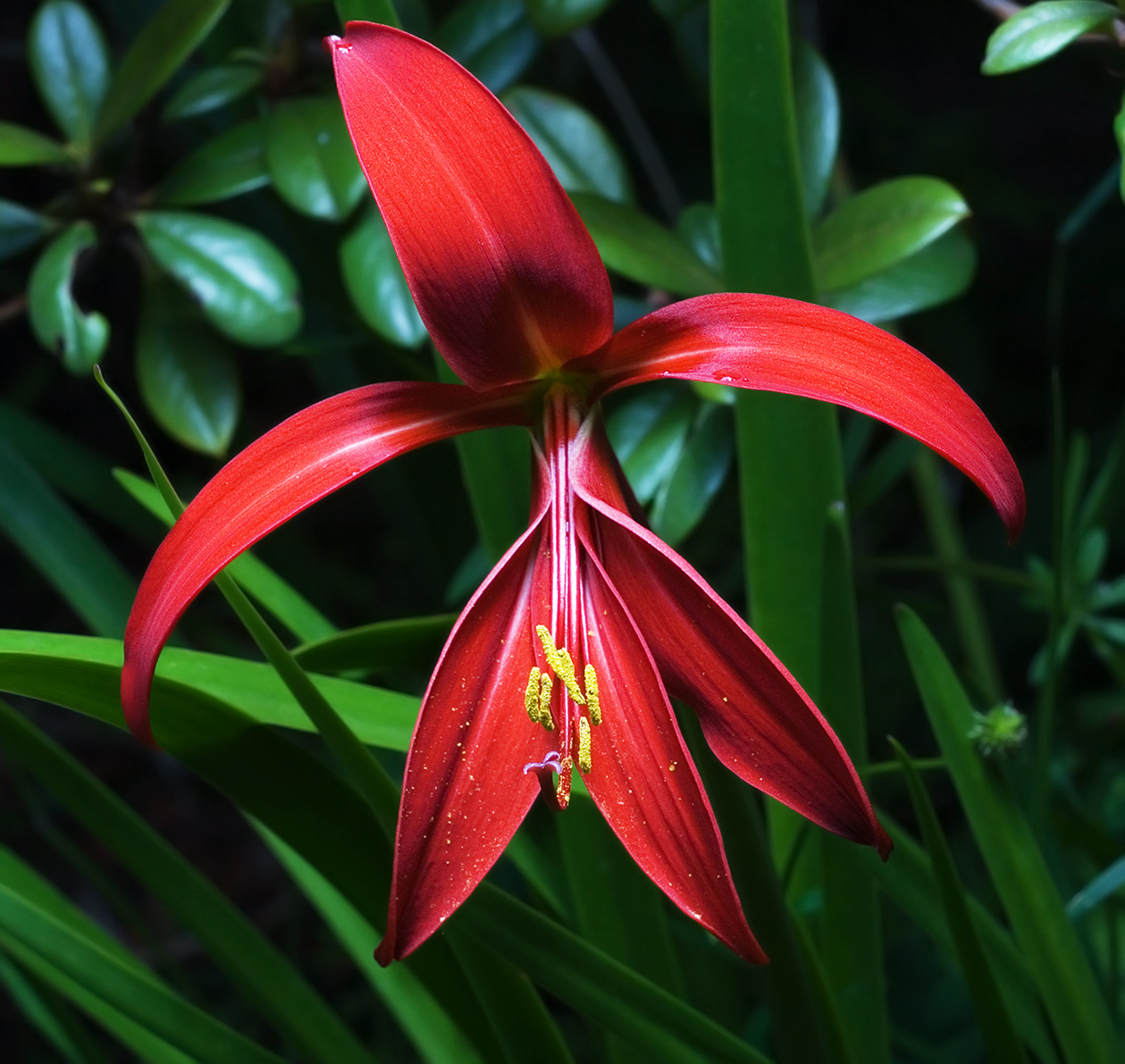 How to care for Aztec lily - Complete Plant Care Guide | PlantSnap