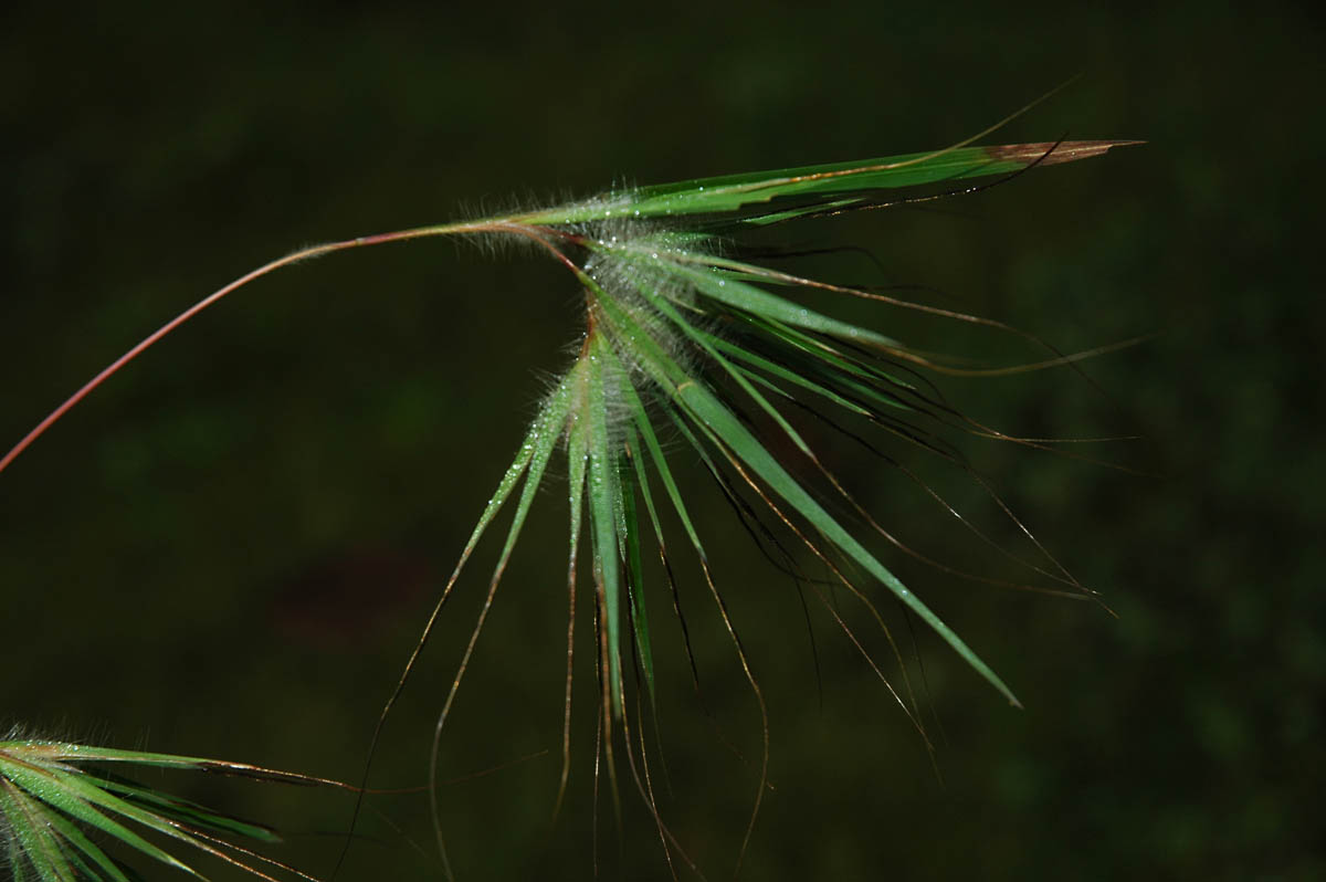 Awned themeda