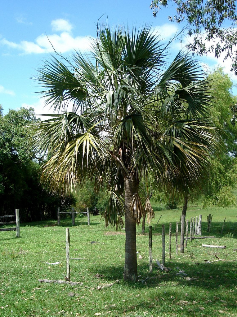 Mexican palmettoの育て方 - 完全お手入れガイド | PlantSnap