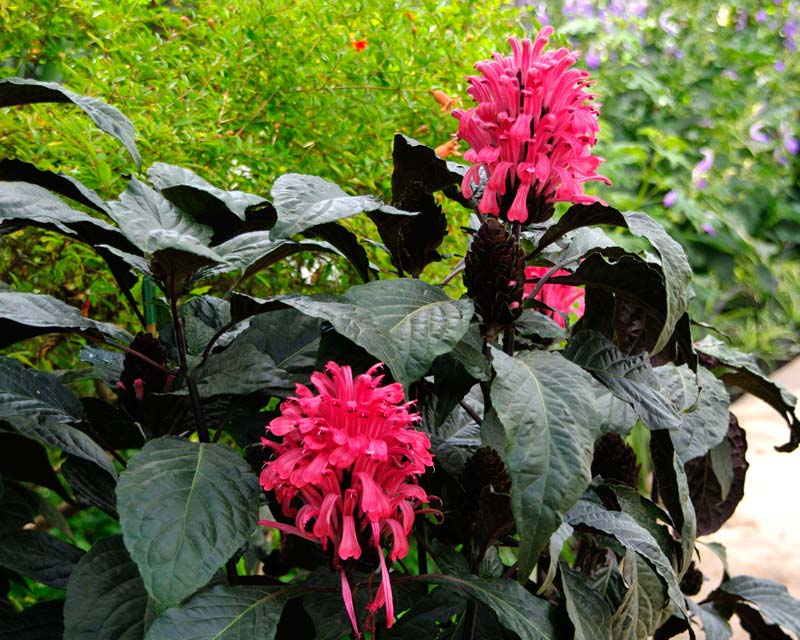 How to care for Brazilian plume flower - Complete Plant Care Guide |  PlantSnap - Plantsnap - Identify Plants, Trees, Mushrooms With An App