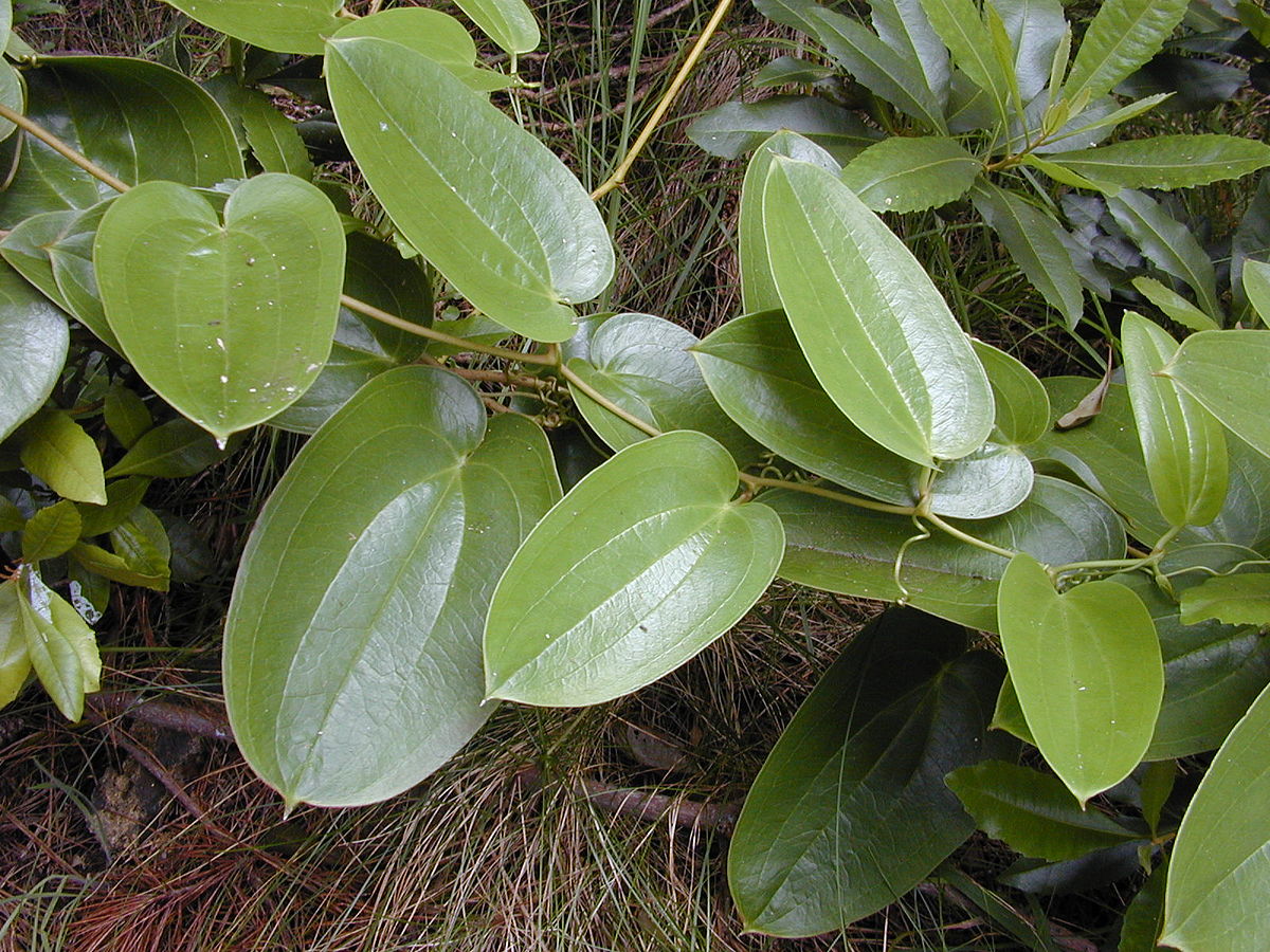 Hawaiian greenbrier