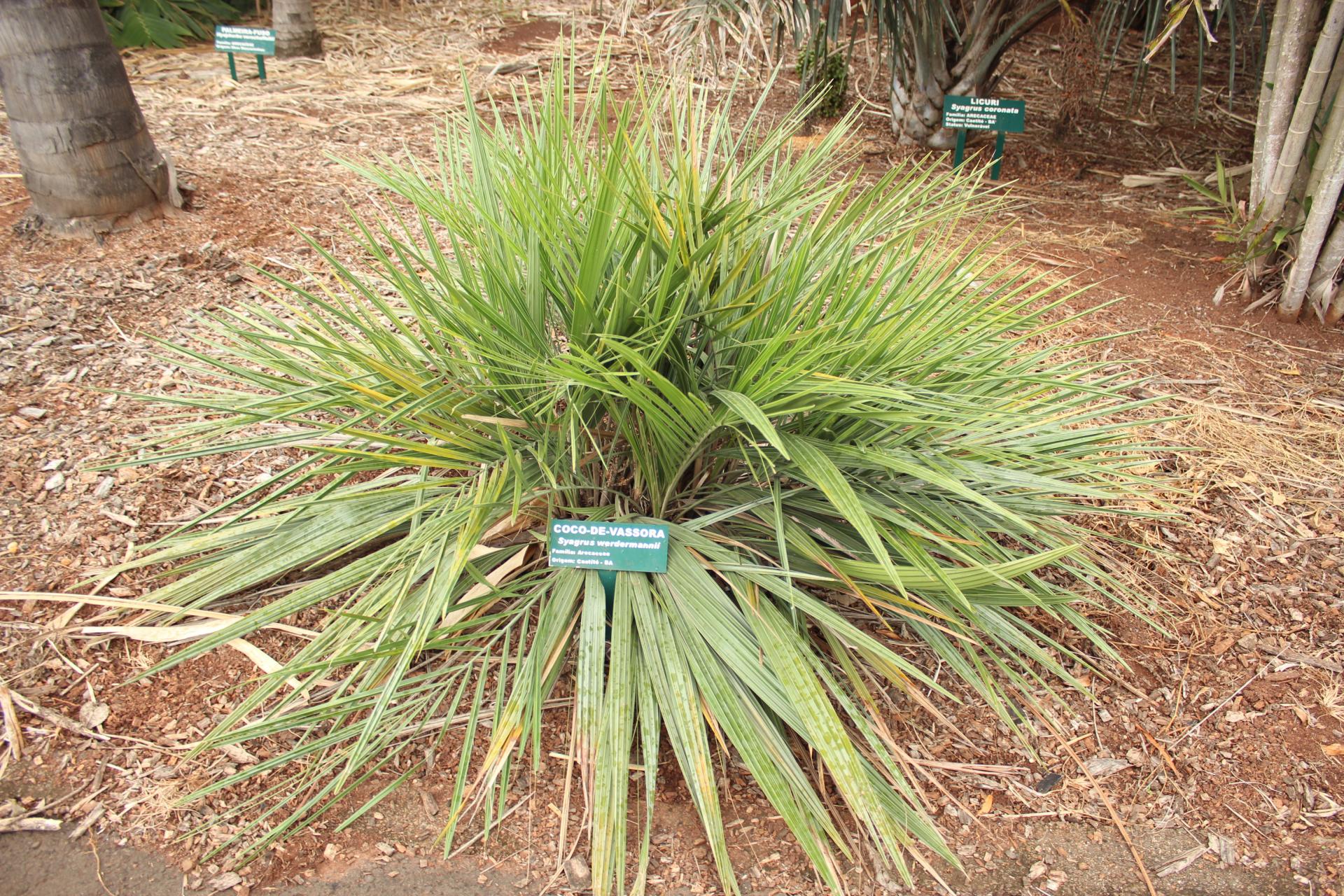 Werdermann's palm