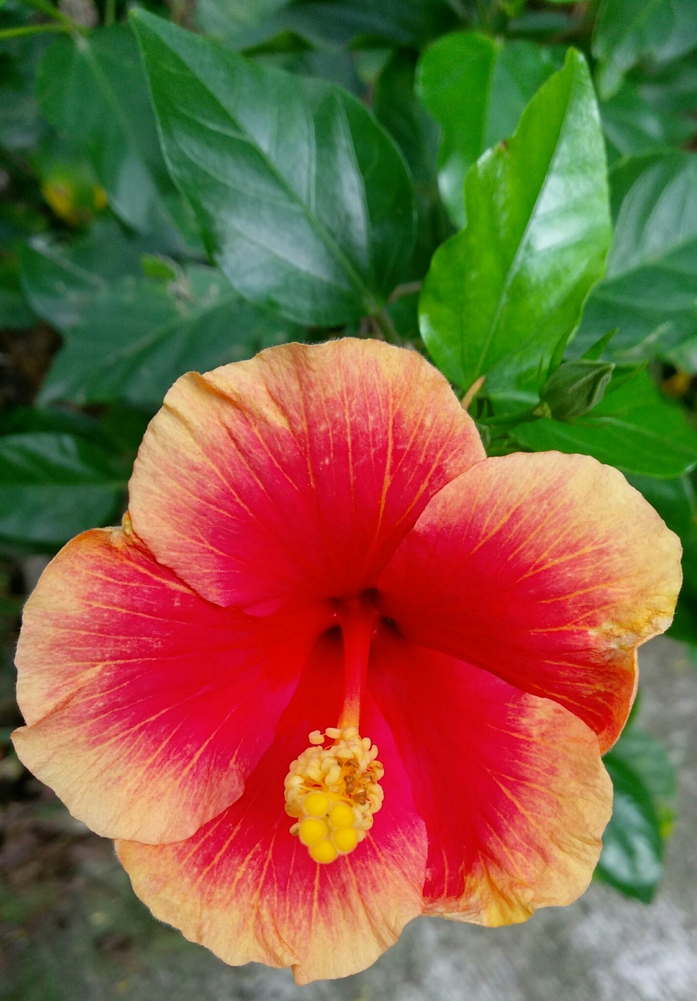 Mexican hibiscus