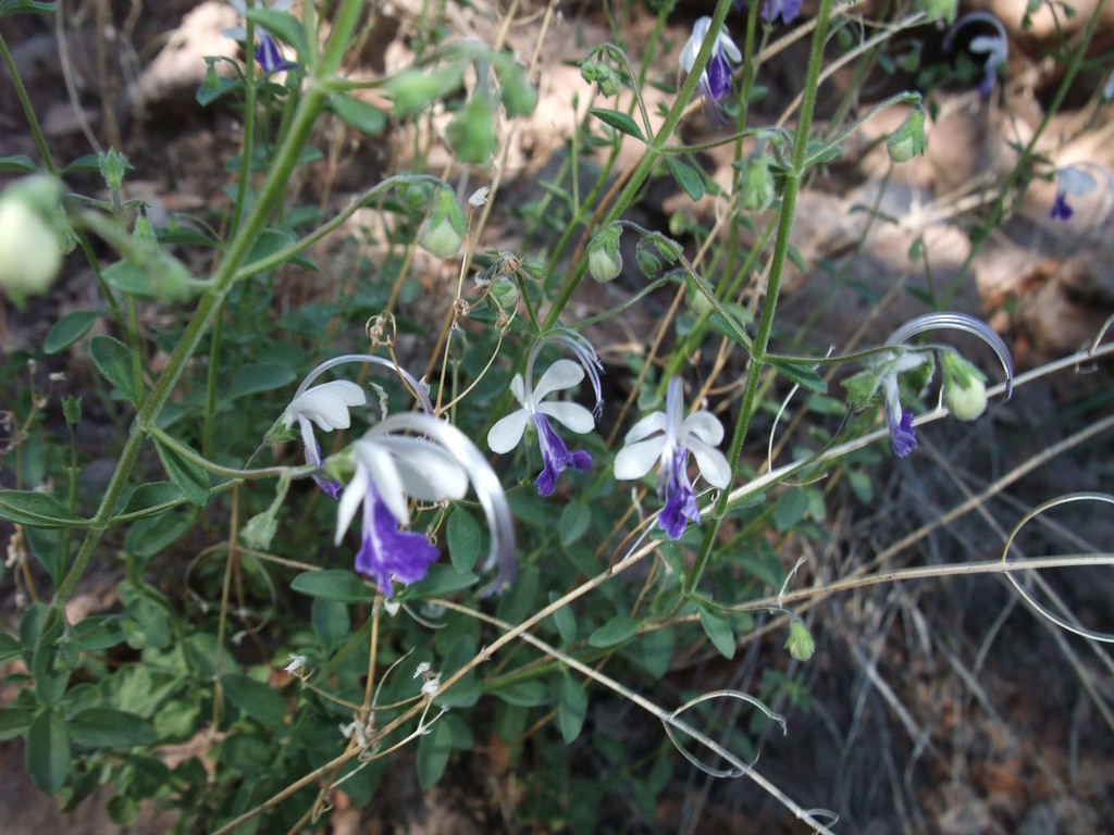 Arizona bluecurls