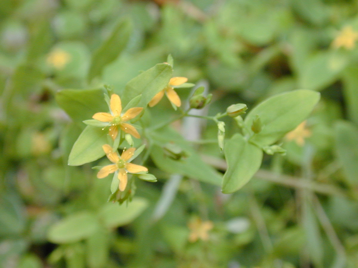 Dwarf st john's wort