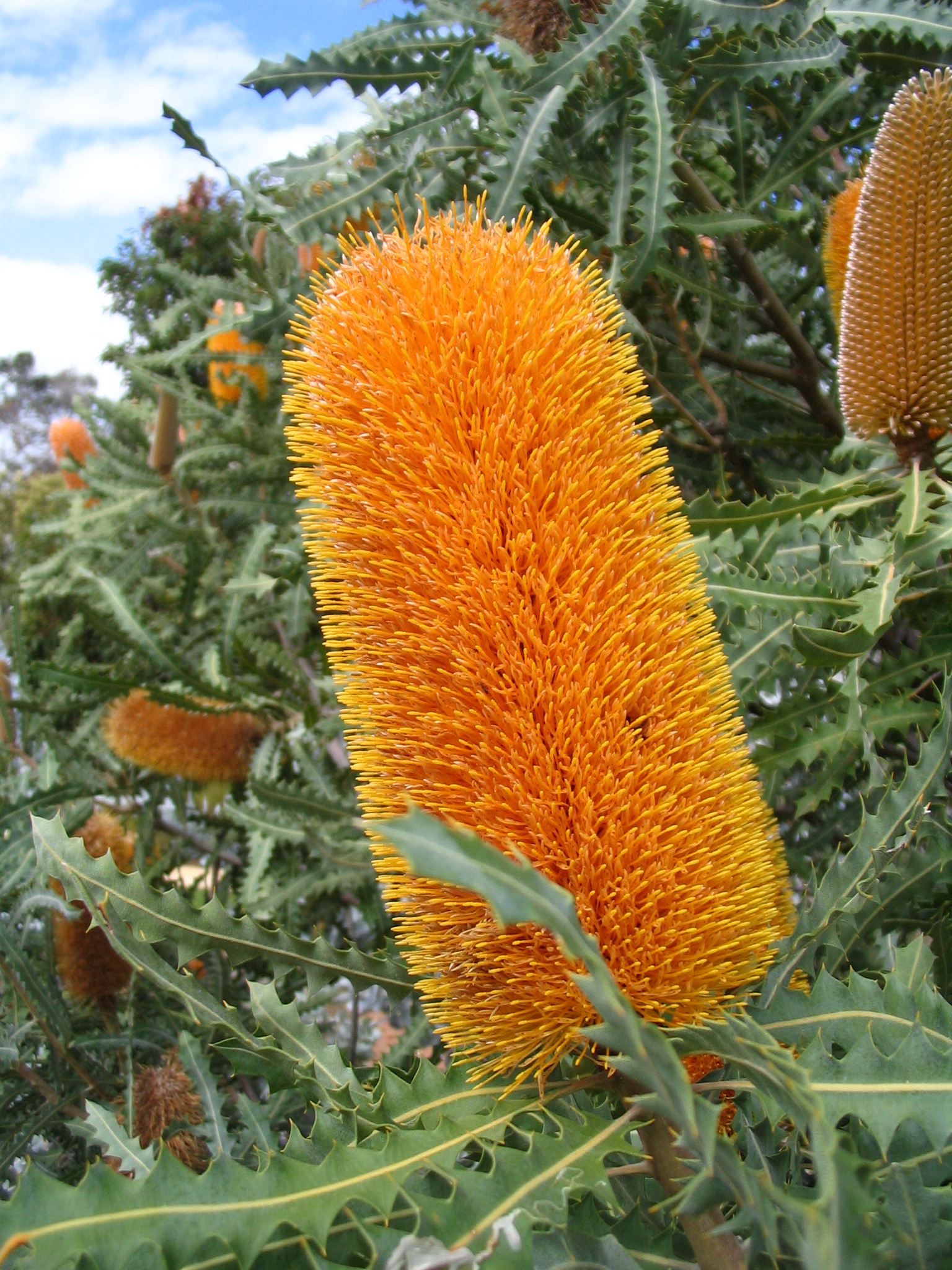 How to care for Ashby's banksia - Complete Plant Care Guide | PlantSnap -  Plantsnap - Identify Plants, Trees, Mushrooms With An App