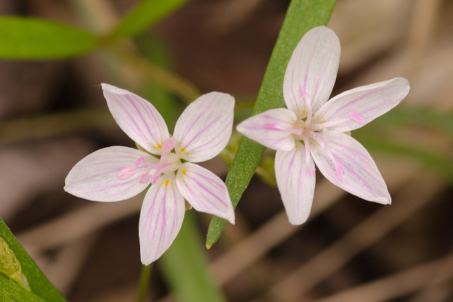 Spring beauty (Claytonia virginica) - Image 1 of 10