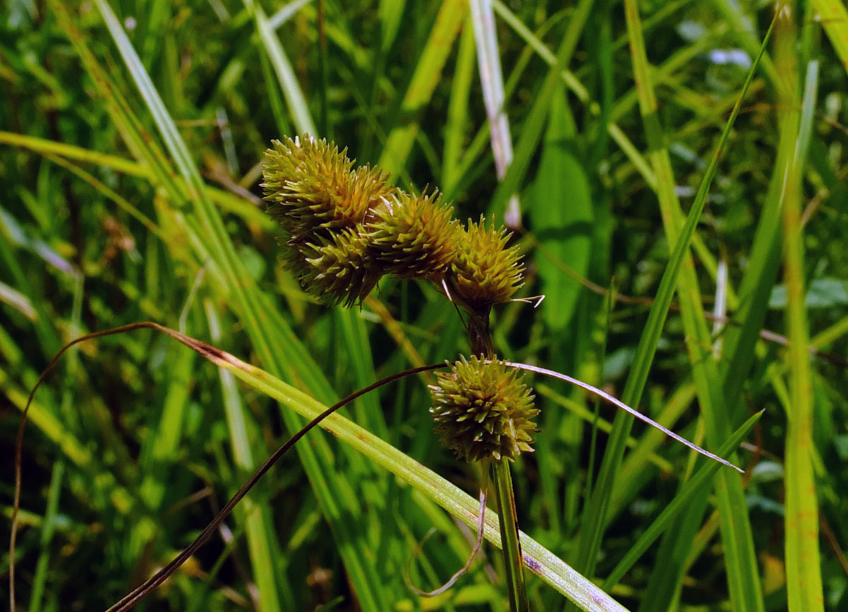 Broadwing sedge