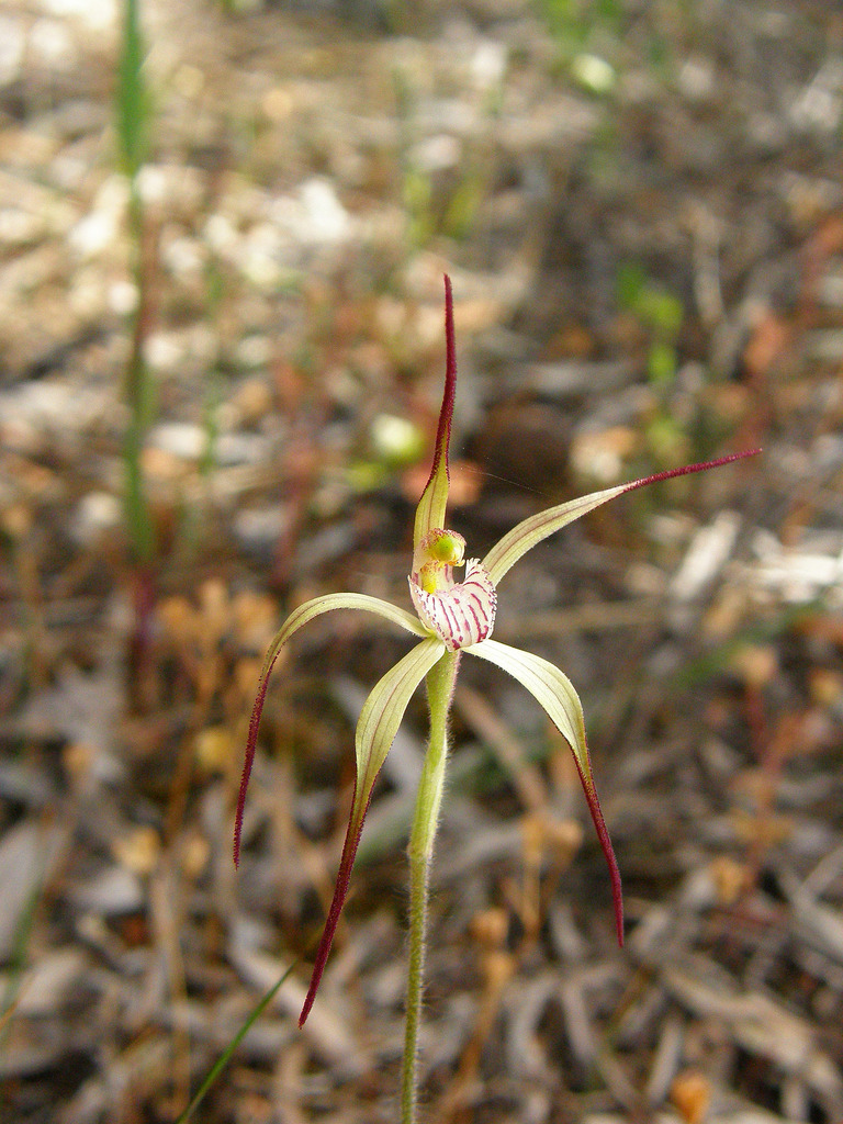 Short-clubbed spider-orchid