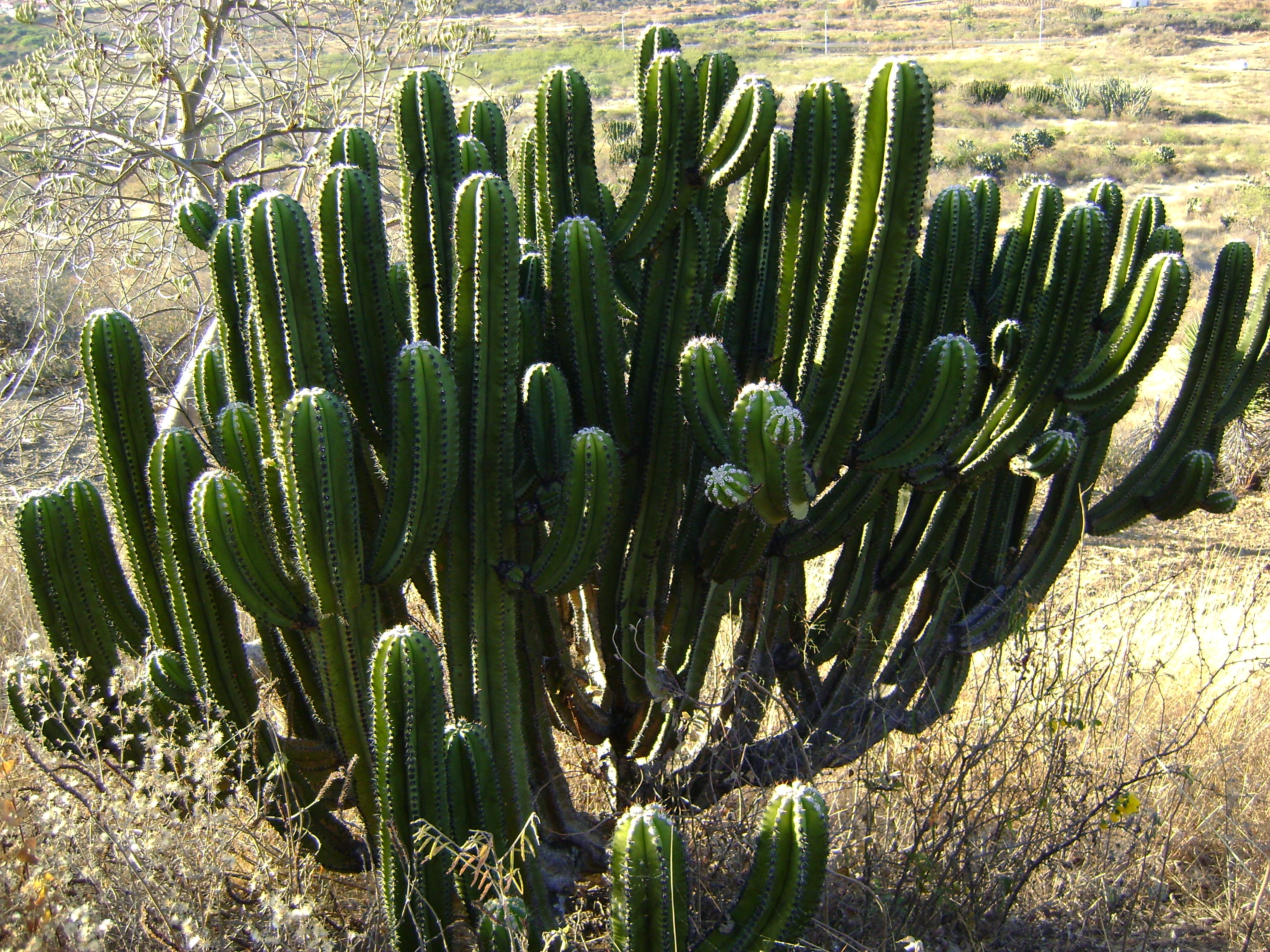 How to care for Blue candle cactus - Complete Plant Care Guide | PlantSnap  - Plantsnap - Identify Plants, Trees, Mushrooms With An App