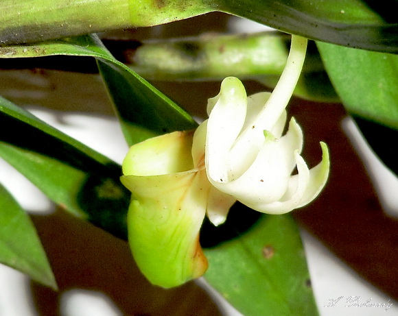 Scented daphne