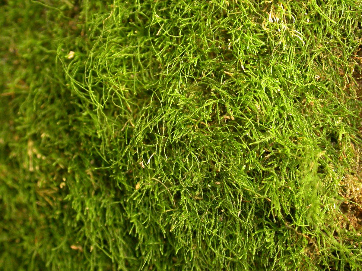 How to care for Wavy-leaved moss - Complete Plant Care Guide