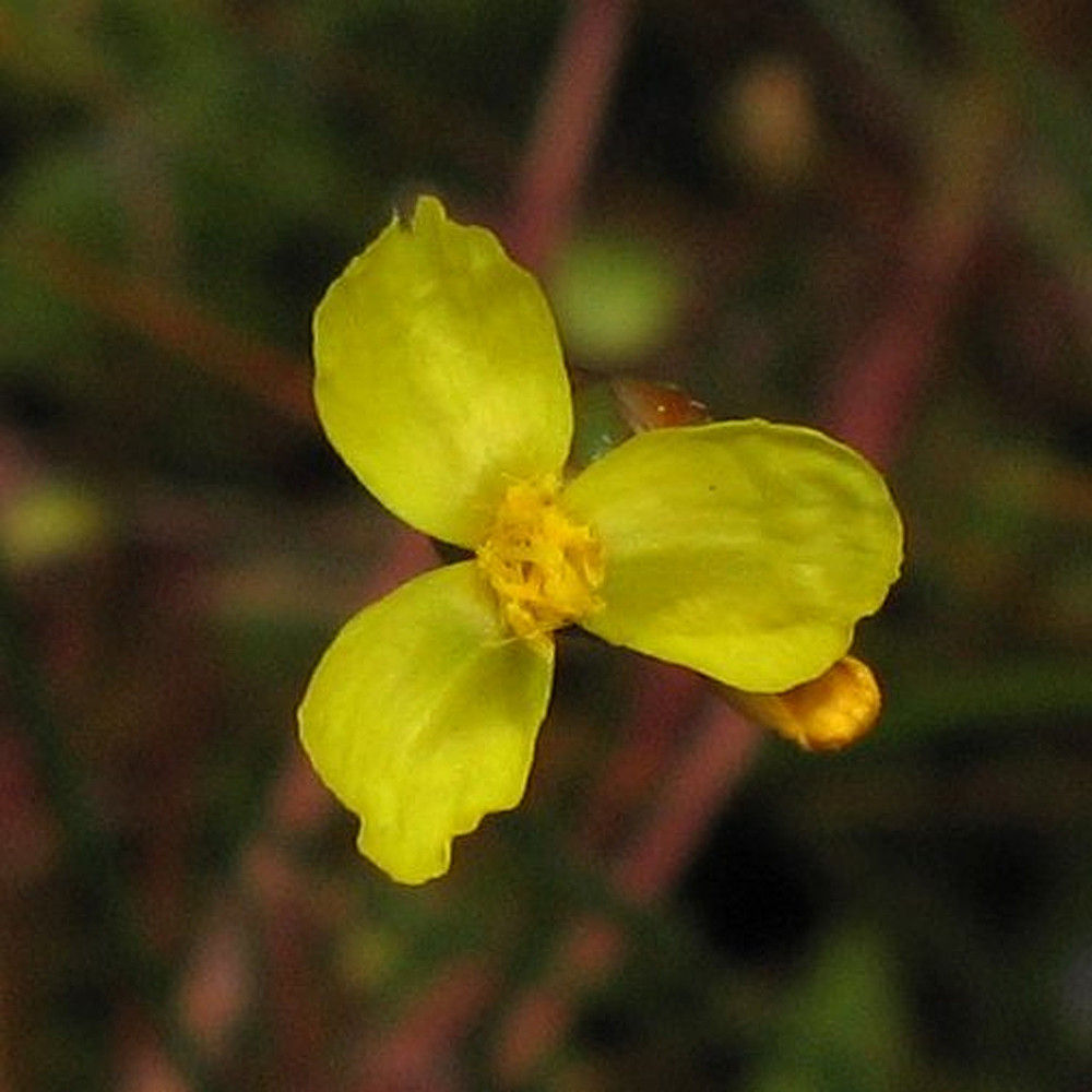 Slender yellow-eyed grass