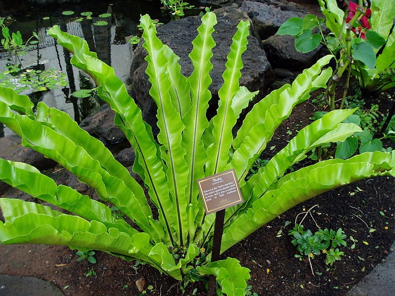 How to care for Bird's nest fern - Complete Plant Care Guide | PlantSnap -  Plantsnap - Identify Plants, Trees, Mushrooms With An App