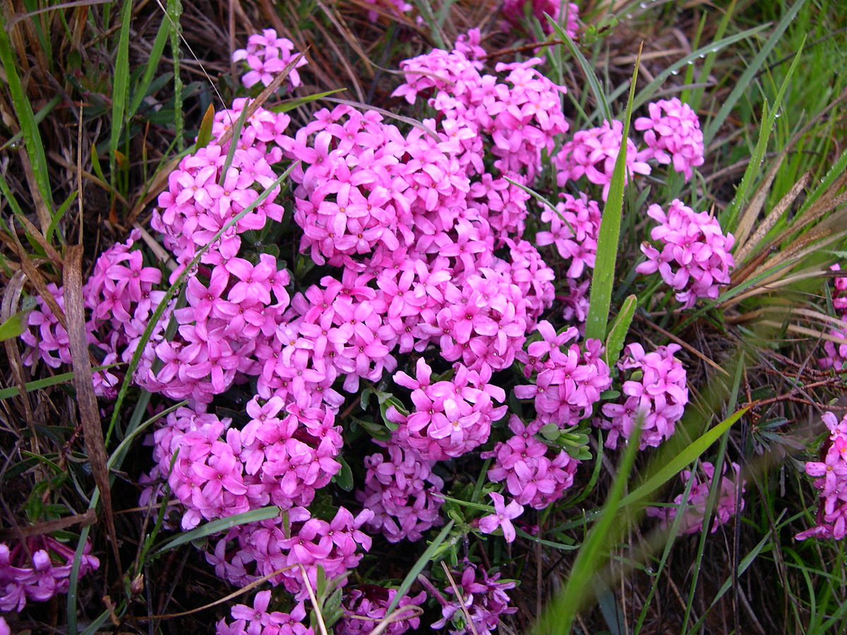 Caucasian daphne
