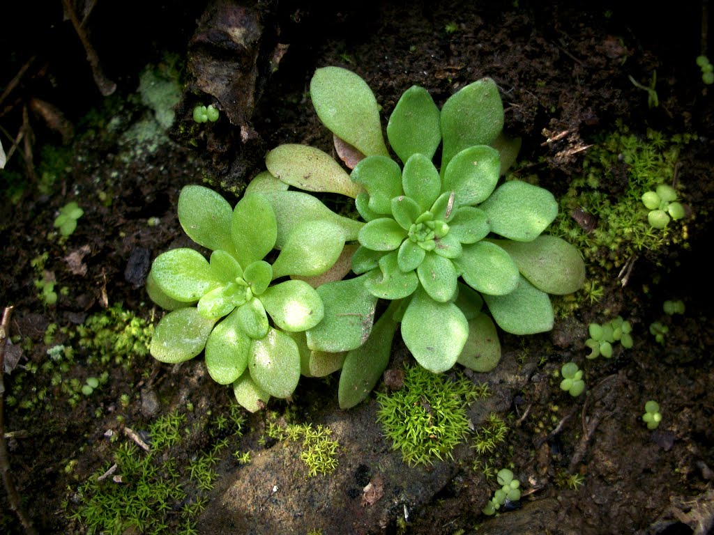 Common stonecrop