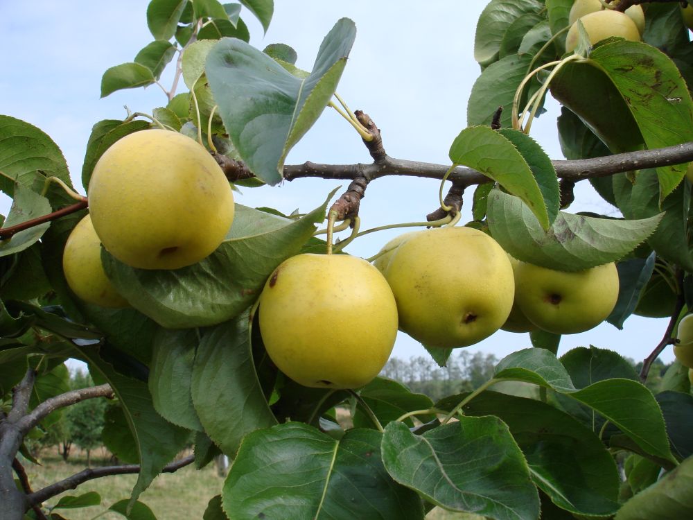 Asian pear