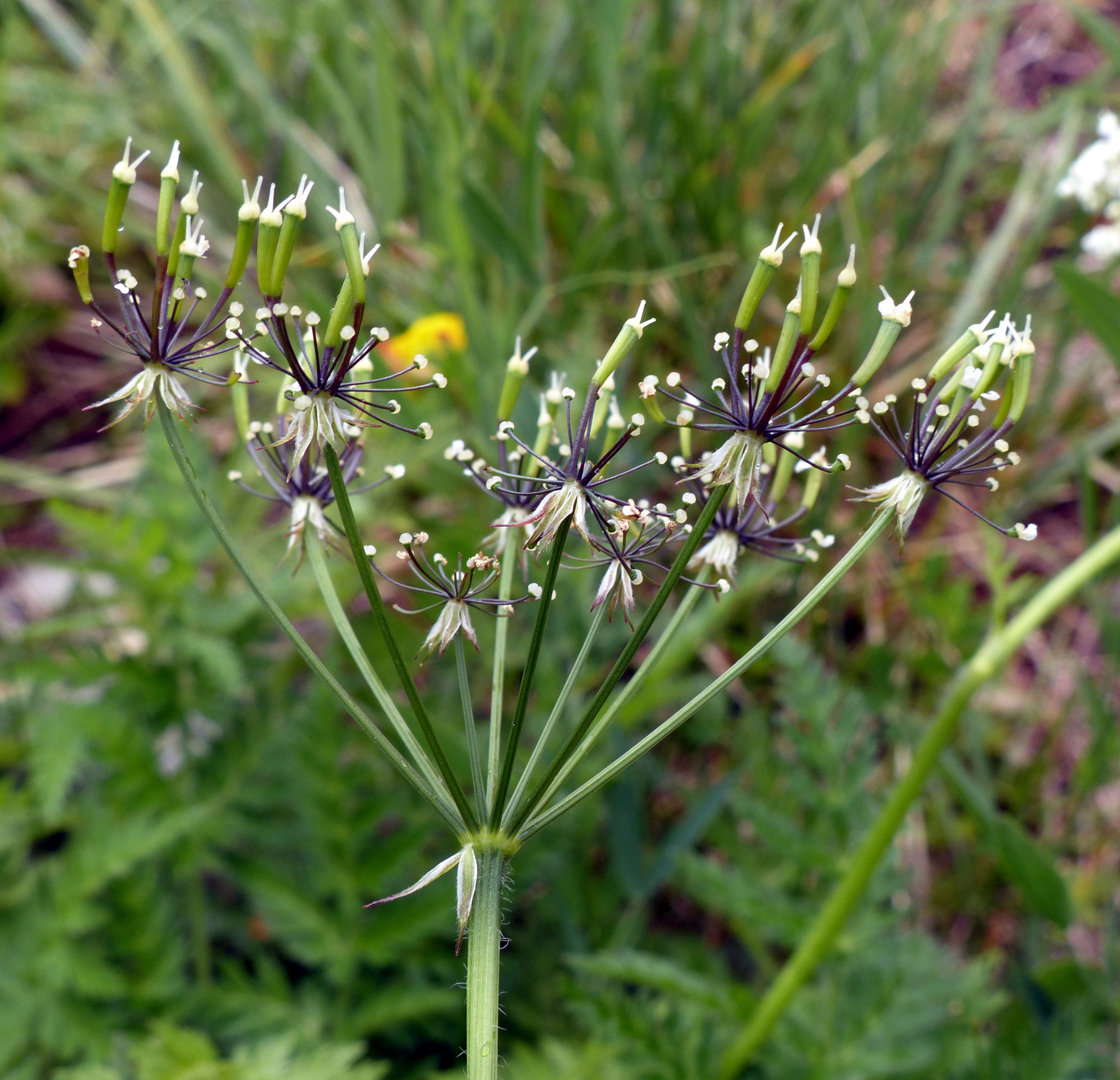 Villars' chervil