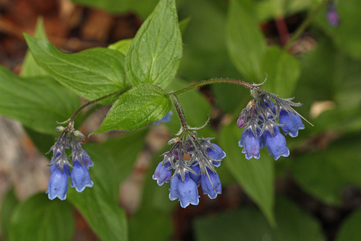 Tall bluebells