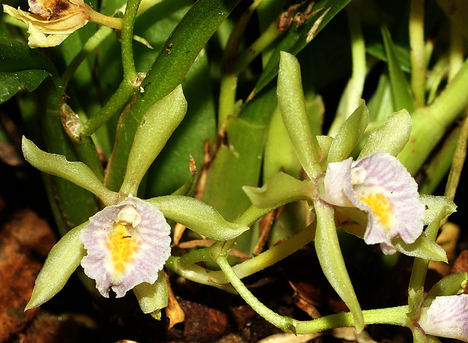 Cischweinfia orchid