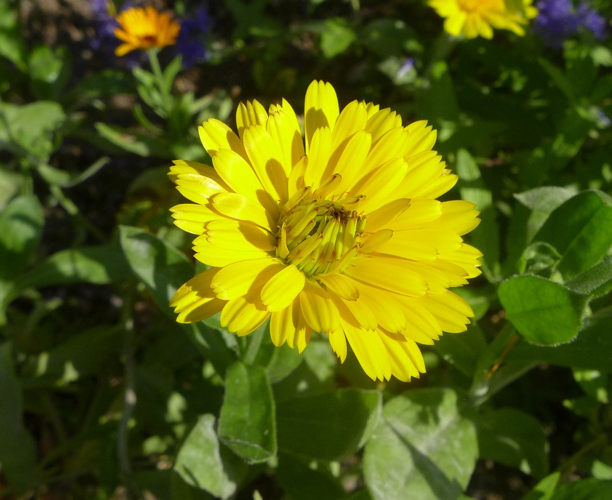 Shrubby marigold