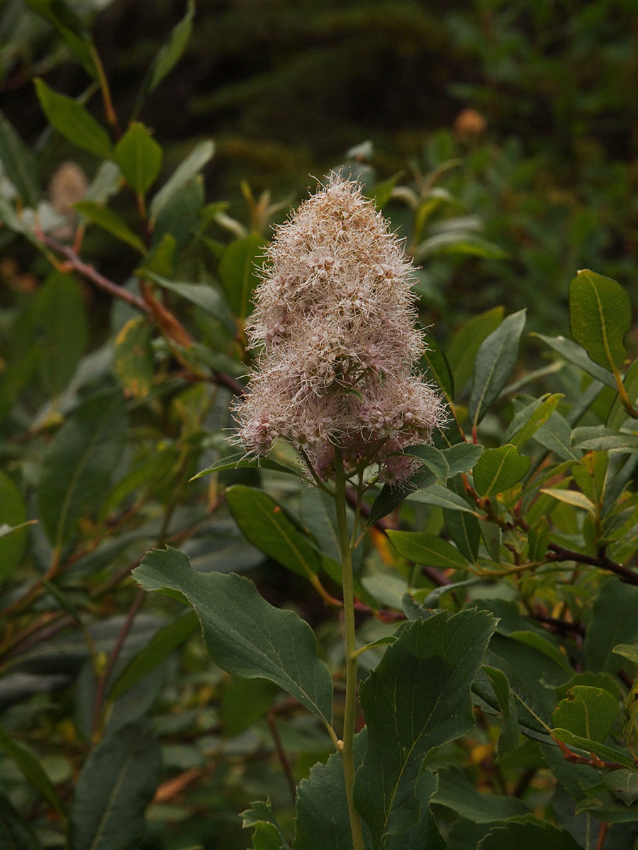 Hitchcock's spiraea