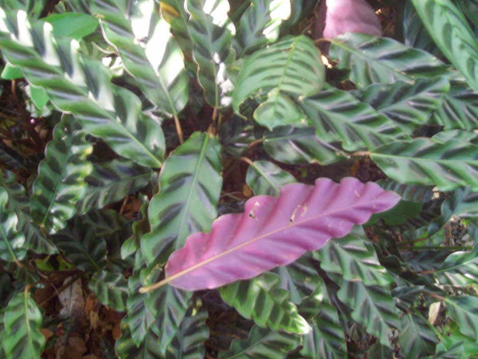 drachenbaum groß kaufen Drachenbaum 