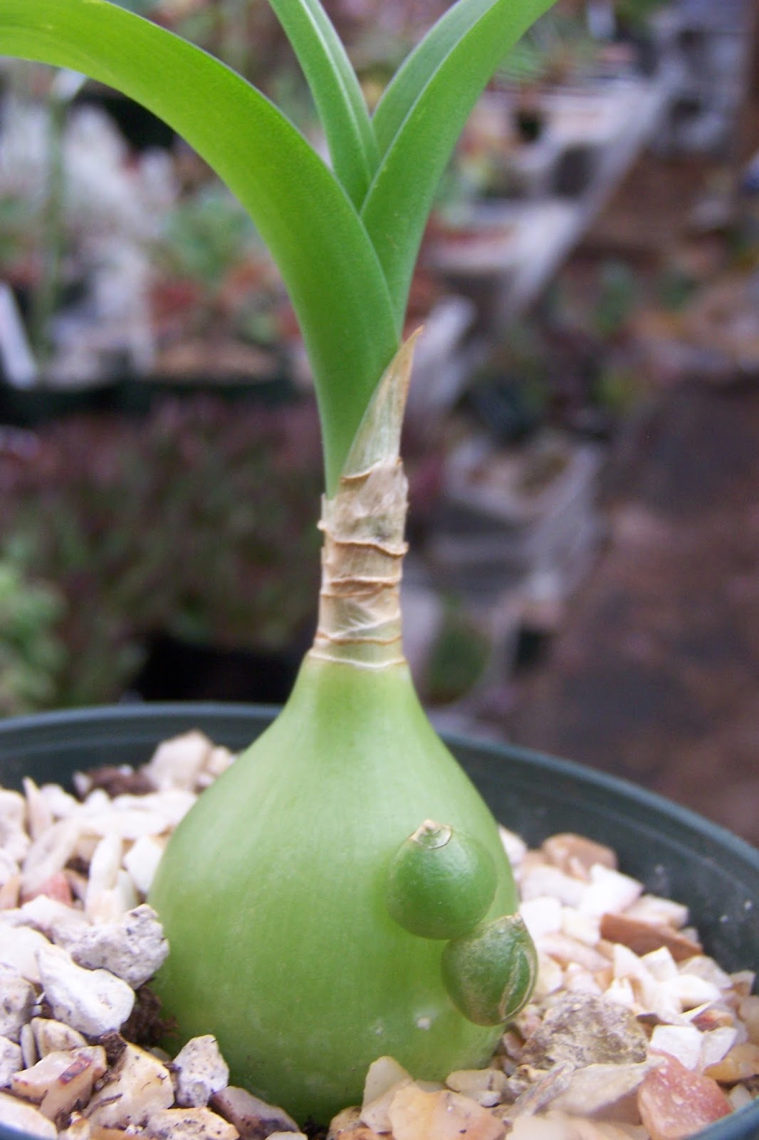 How to care for Pregnant onion - Complete Plant Care Guide | PlantSnap -  Plantsnap - Identify Plants, Trees, Mushrooms With An App
