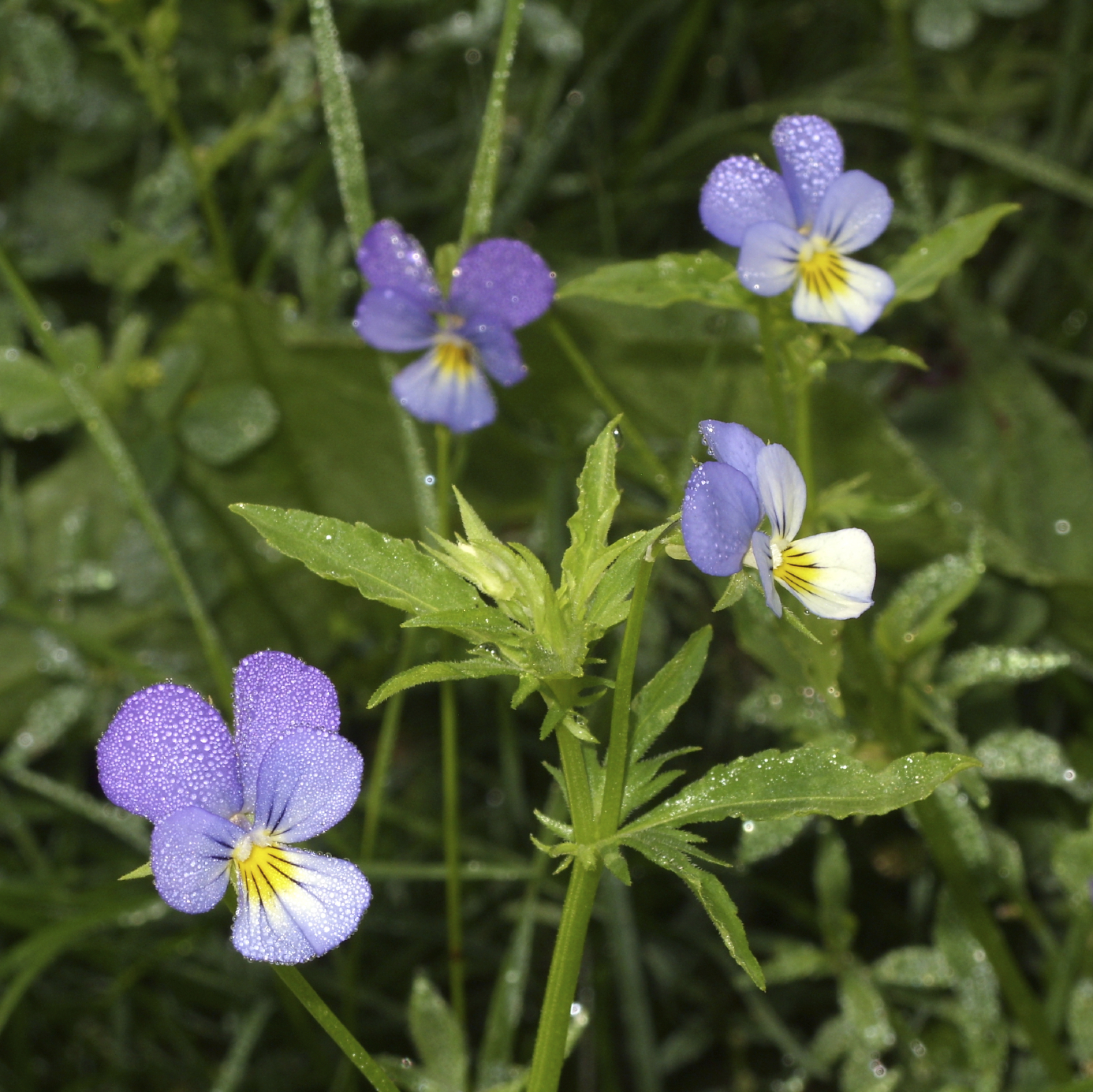 American field pansy