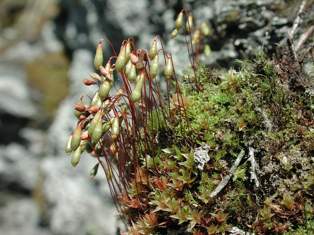 Arctic bryum moss