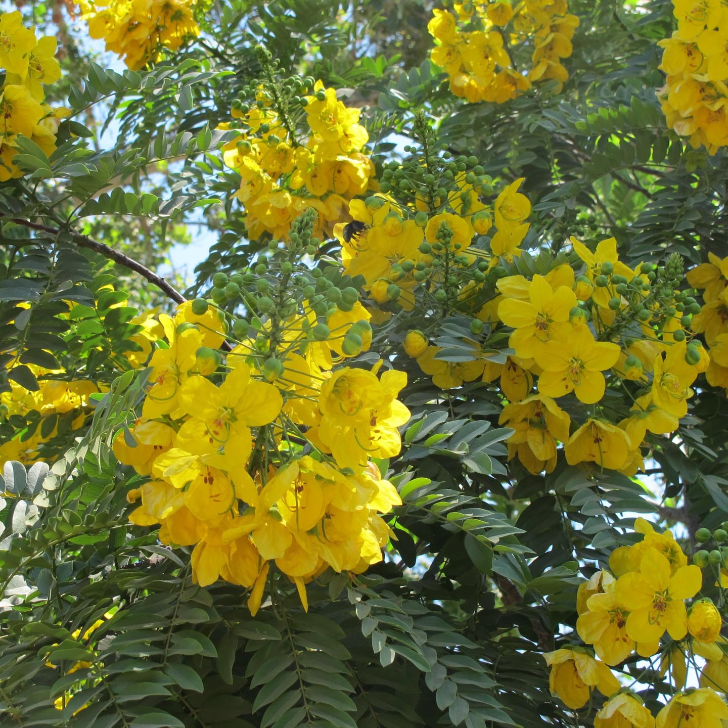 Filicia Tree How to care for Felicia - Complete Plant Care Guide | PlantSnap ...