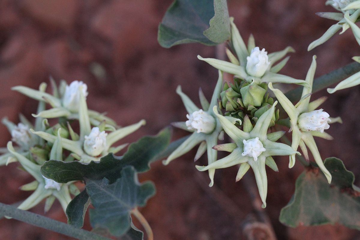 Moth plant