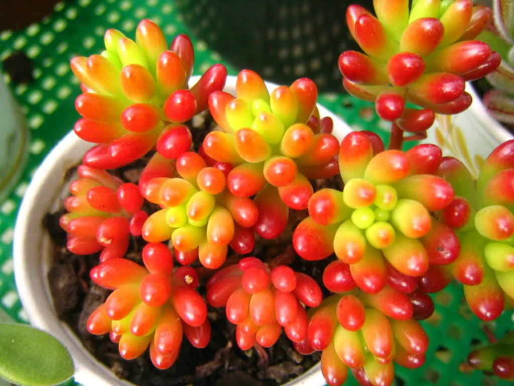 Jelly bean plant