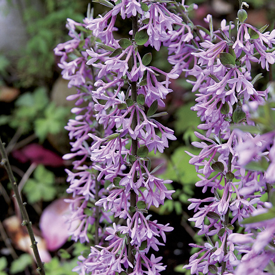 Lilac daphne