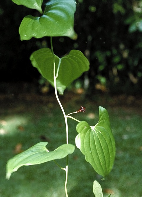 Climbing bean