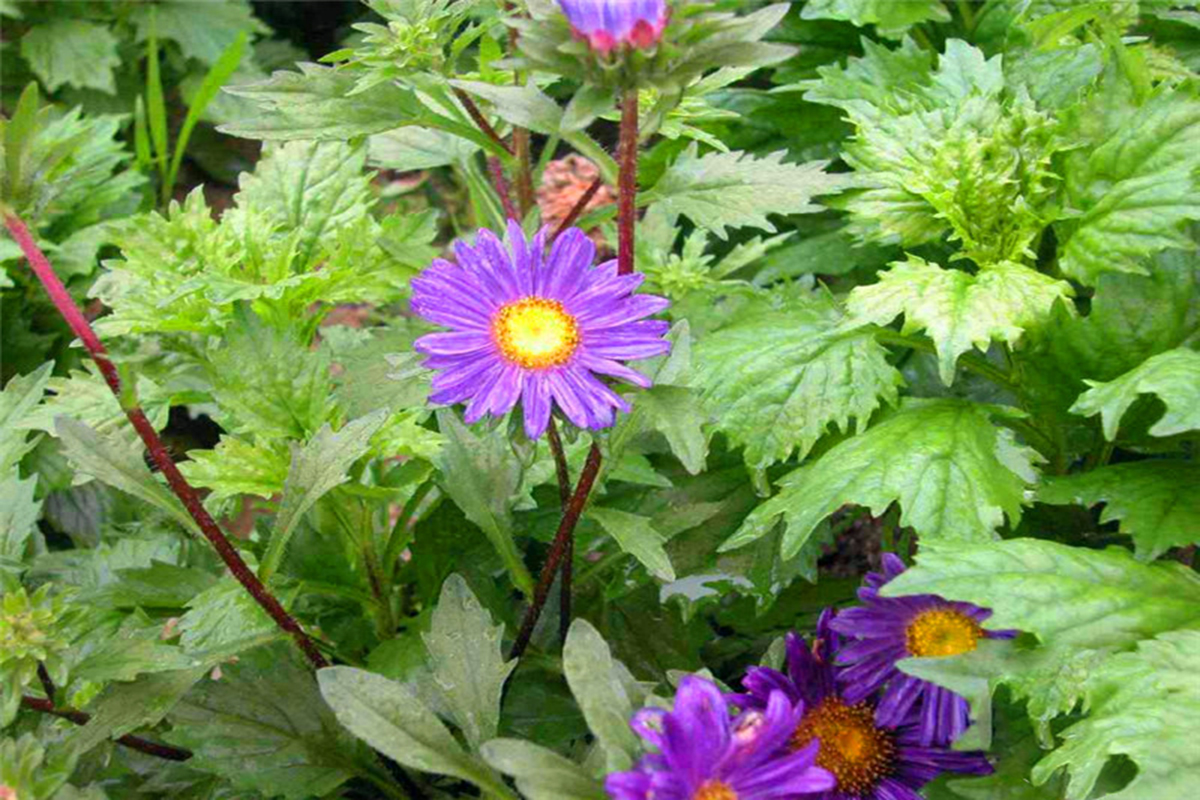 China aster