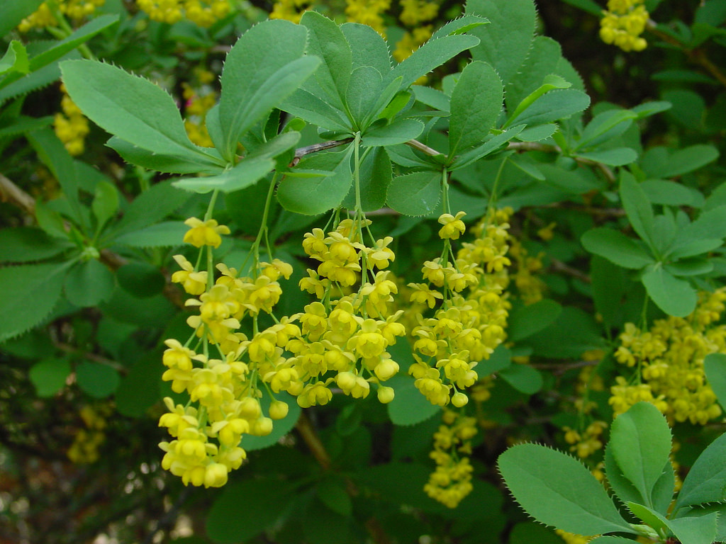 Korean barberry