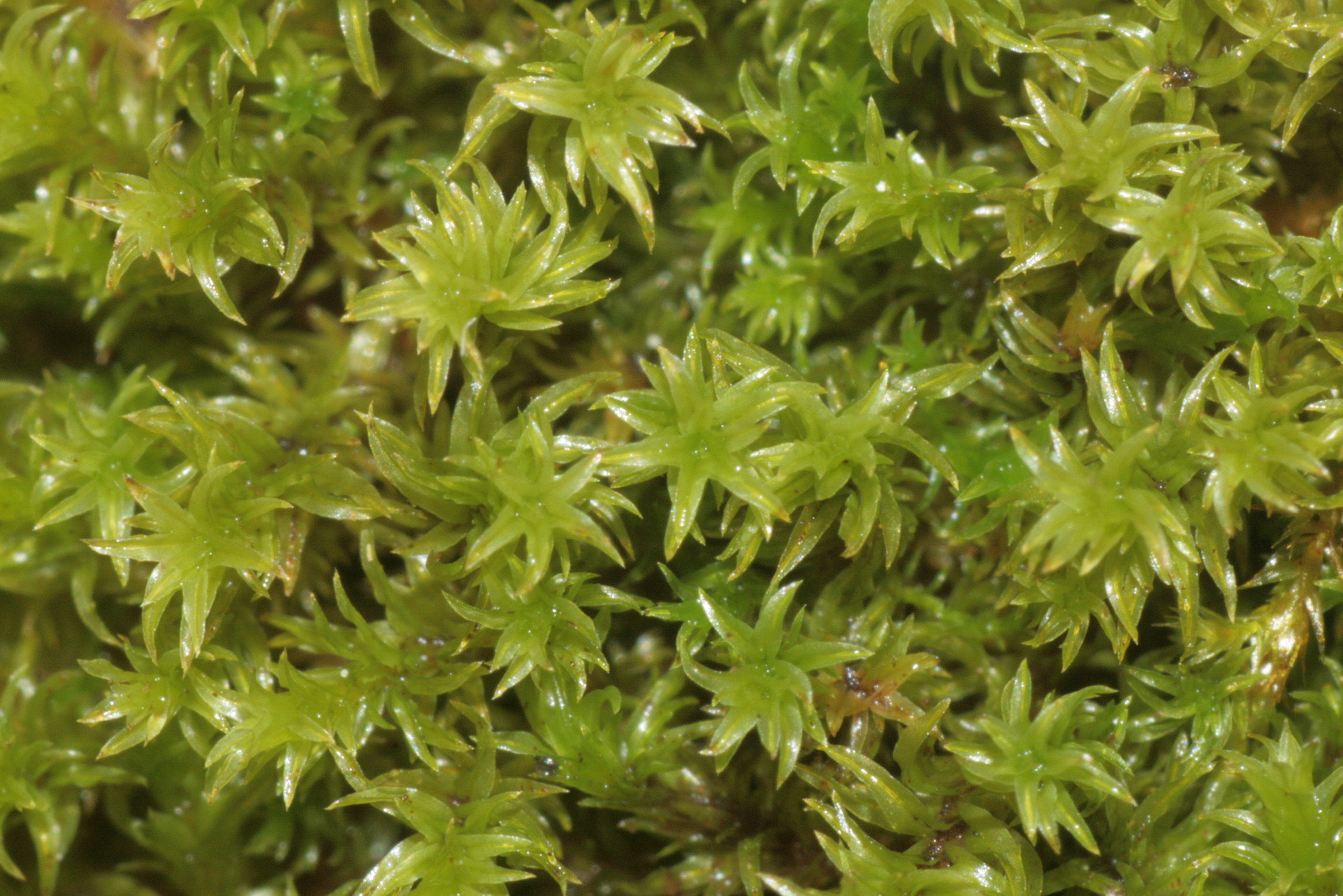 Pointed yoke-moss