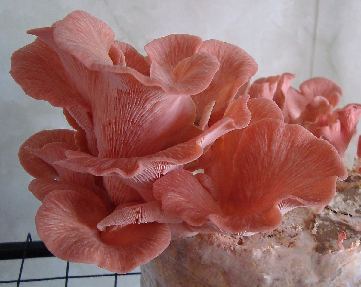 Pink oyster mushroom