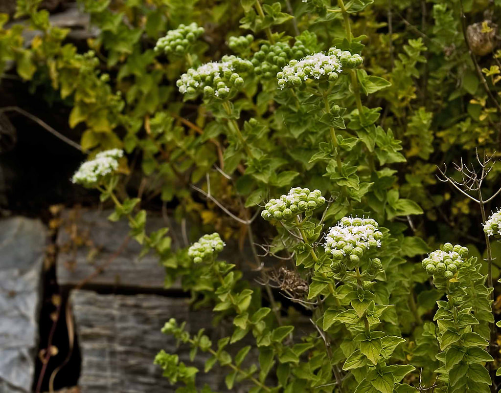 Cretan oregano