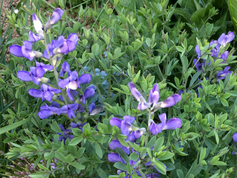 Blue false indigo