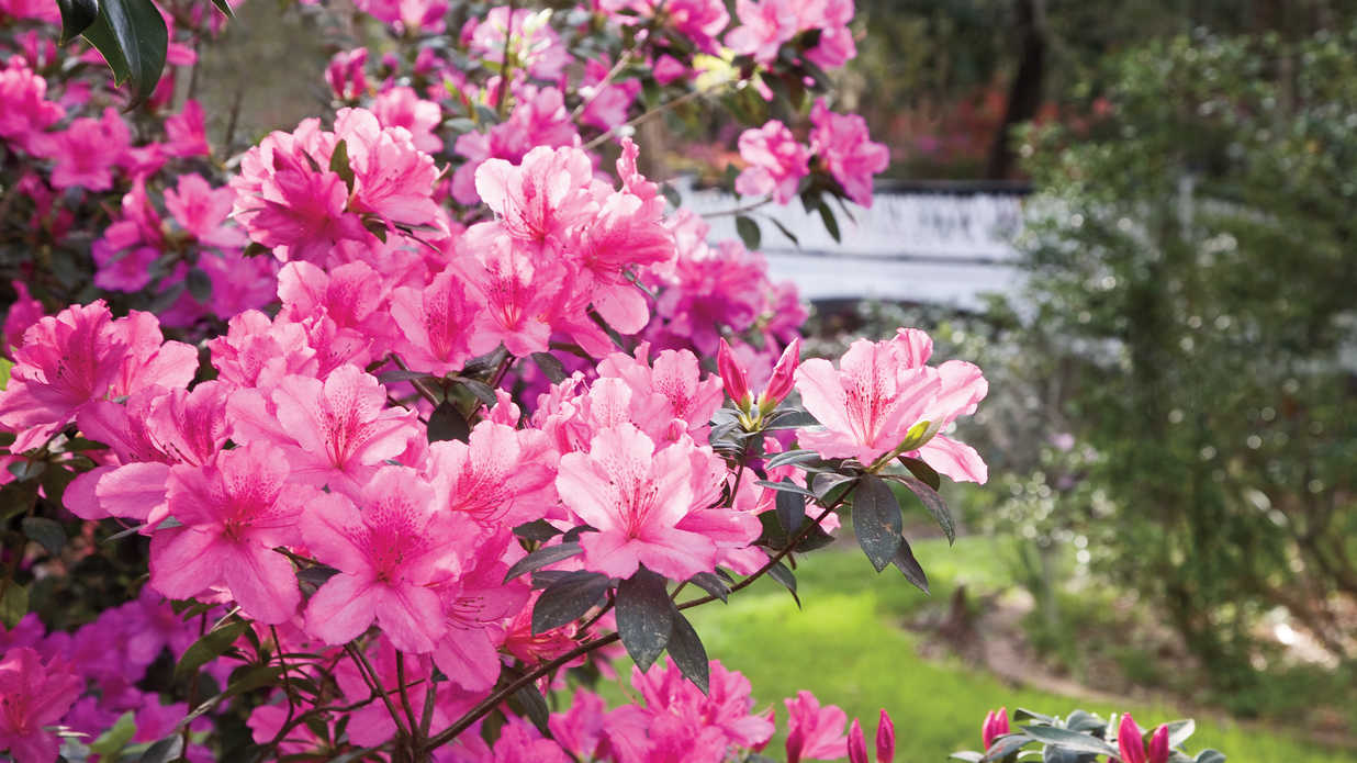Alpine azalea